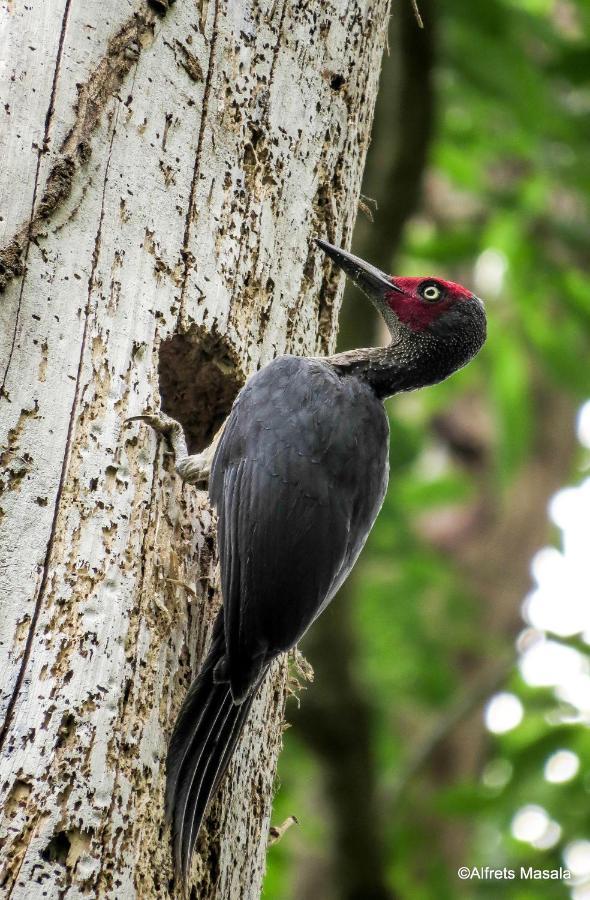 Tangkoko Ranger Homestay Bitung Εξωτερικό φωτογραφία
