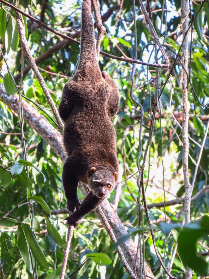Tangkoko Ranger Homestay Bitung Εξωτερικό φωτογραφία