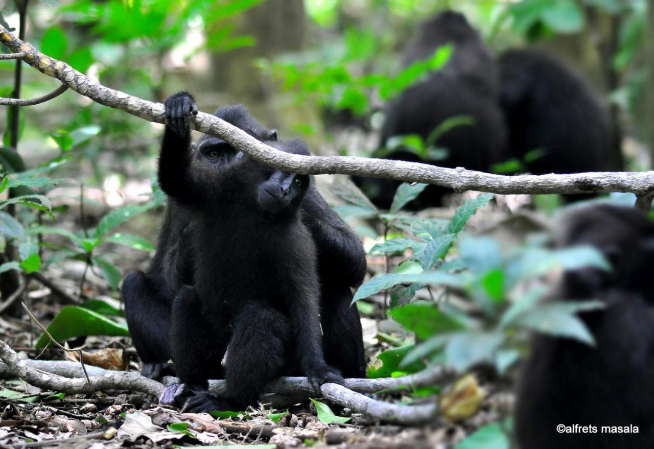 Tangkoko Ranger Homestay Bitung Εξωτερικό φωτογραφία